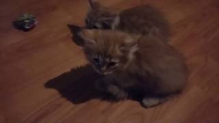 Ginger kittens meet a foster kitty.Рыжие котята знакомятся с Тутси. Ginger kittens meet a foster kitty.Рыжие котята знакомятся с Тутси.
