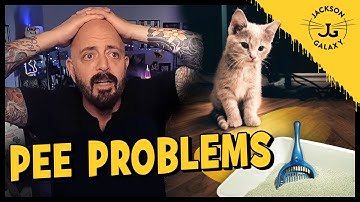 Why Does Your Cat Pee Out of the Litter Box?