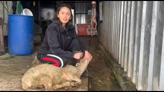 Sheep Slaughteri̇ng The Girl Who Killed The Sheep Woman Butcher Koyun Kesimi Kurban Kesen Kız