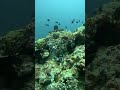 keindahan bawah laut #dive #travel