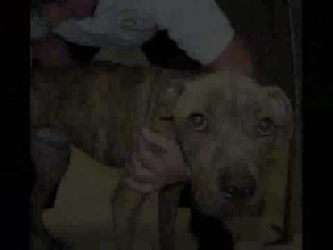 Prevent Animal Cruelty - HELP MAKE A DIFFERENCE