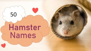 50 Hamster Name Ideas by MyCuteHamster 1,023 views 9 months ago 3 minutes, 20 seconds