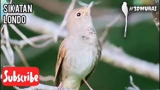 Suara Burung Sikatan Londo Gacor Di Alam Liar Cocok Untuk Masteran #Nightingale