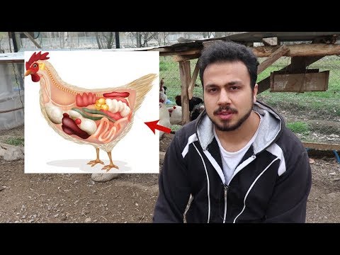 Video: Yumurtlayan Tavukları Yurtta Tutmak Ve Onlara Bakmak