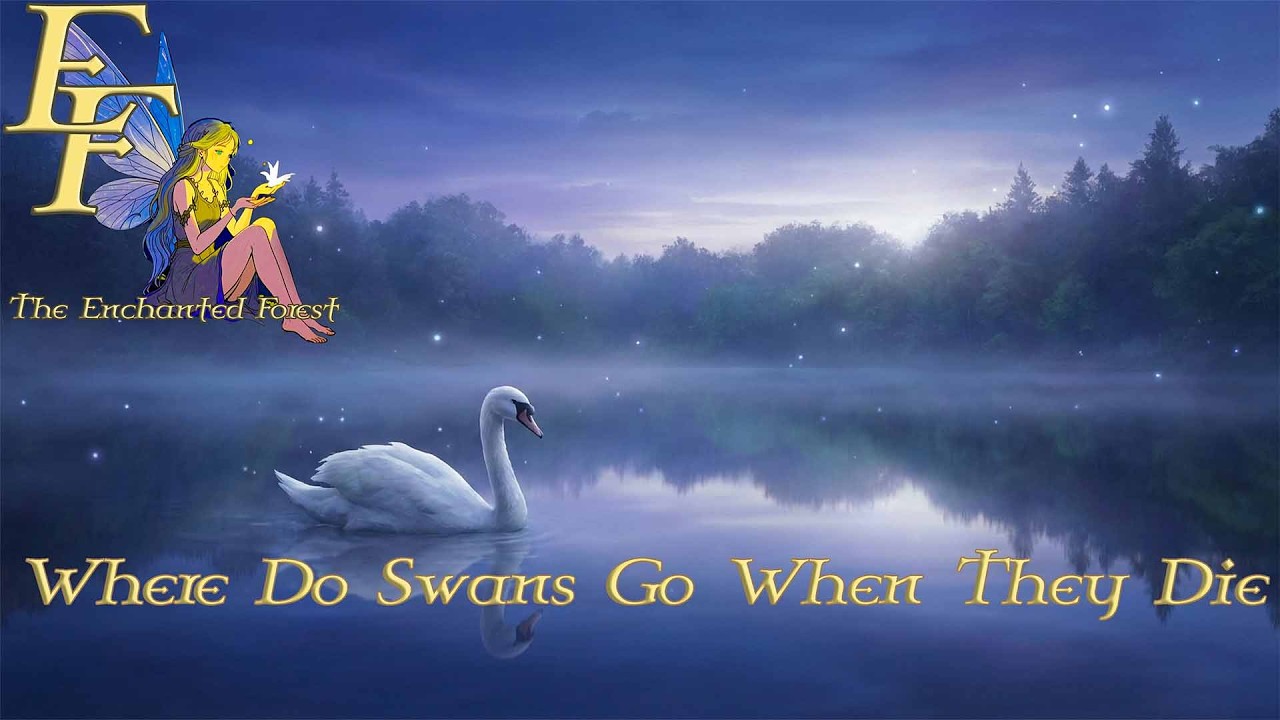 THE ENCHANTED FOREST - Where Do Swans Go When They Die (Storytelling)