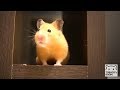おケツに何か付いてるよ。【ハムスター／キンクマ】/Hamster TORACO. There is something in the bottom.