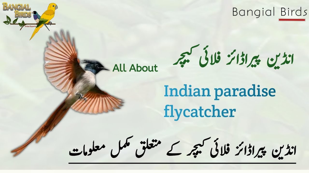 Indian paradise flycatcher |  Indian subcontinent | Asian Birds | Most Beautiful bird