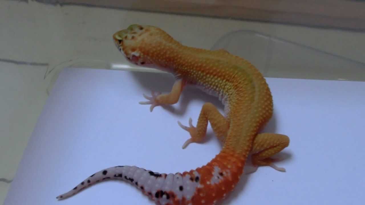 05095bk08945 EM-01-11 SHTCT het. APTOR poss. het. RAPTOR