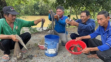 Thăm Câu Buổi Sáng Rắn Xào Lá Lốt Thơm Nồng.Góc Làng Quê#986