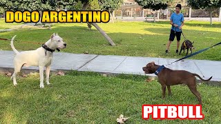 Encuentro real de Pitbull con DOGO ARGENTINO  Dóberman, Presa canario y Rottweiler ❌❌