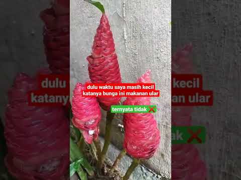 Video: Apa itu jus zingiber zerumbet?