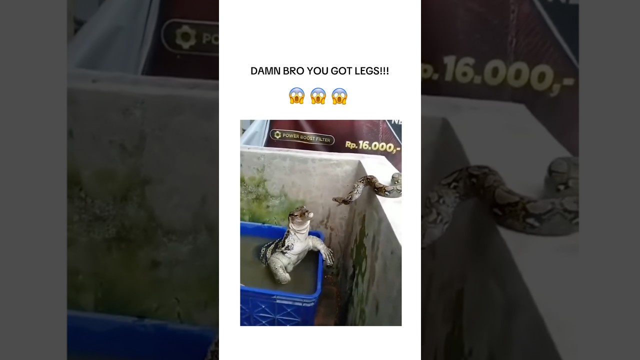Snake Was SHOCKED 😂😂😂