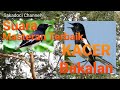Master Kacer Suara Masteran Burung Paling Merdu Untuk Kacer Bakalan Gacor Burung Kicau Mp3 - Mp4 Download