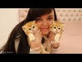 😽 Fur Babies | First month after birth | Kittens Muffin and Snickers