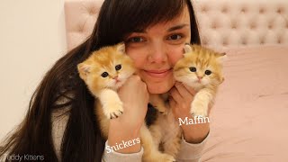 Fur Babies | First month after birth | Kittens Muffin and Snickers