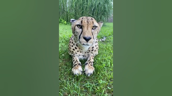 Sound On - Cheetah Purr - Cincinnati Zoo #shorts