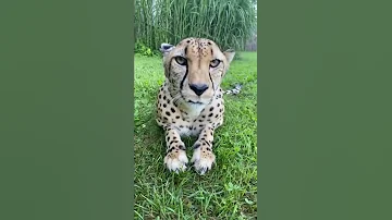 Sound On Cheetah Purr Cincinnati Zoo Shorts 