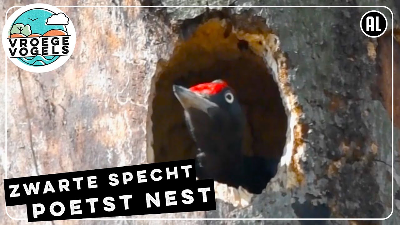 Zwarte specht ruimt nest op | Zelf Geschoten | Vroege Vogels