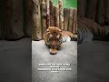 Tiger Spirit Animal