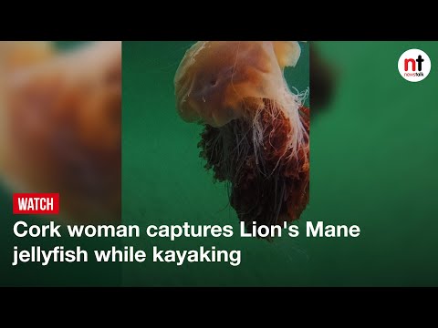 Cork woman captures Lion's Mane jellyfish while kayaking