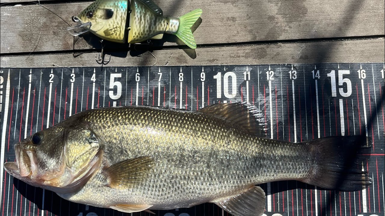 Swimbait Fishing in early September