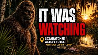 Glowing-Eyed Skunk Ape Stuns Teenagers at Loxahatchee, Florida | Bigfoot Society 1173