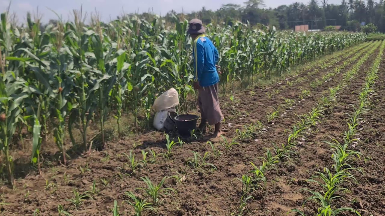 A Smart Farmer's Smart Technique for Applying Fertilizer to Corn Fields — Agriculture Farming