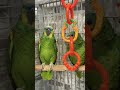 Amazon Parrot