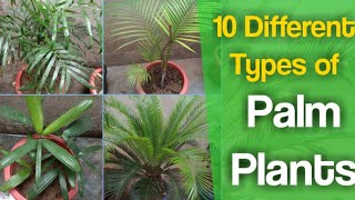 10 Different Types of Palm Plants that every Garden Lover Should have in their Garden