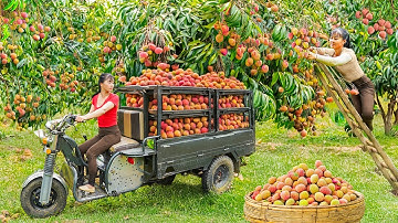 Rewind Timelapse: Harvest Lots Of Lychees, Use 3-Wheeled Truck To Transport Them, Go To Market Sell
