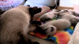 Wobbly Siamese kittens at 4 weeks old by Tina Mellone 14,045 views 9 years ago 1 minute, 39 seconds