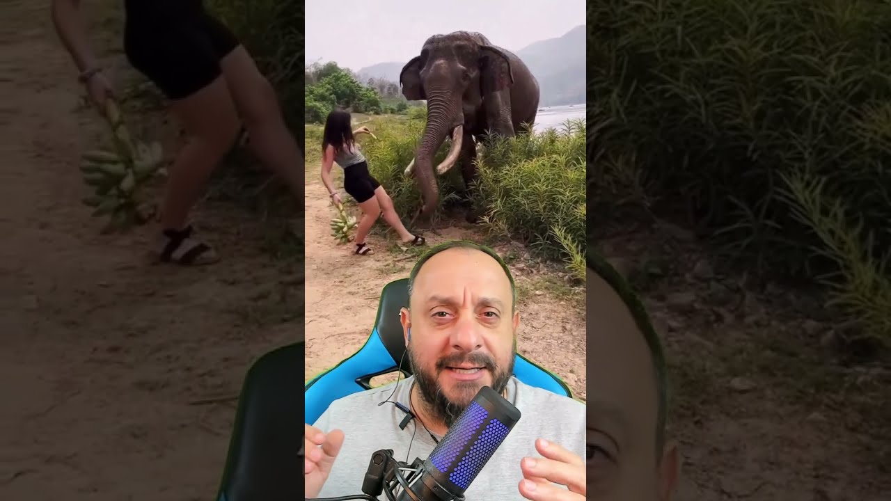 Elefante joga turista desavisada pra longe