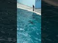 イルカ練習風景♡ #japan #yokohama #日本 #横浜 #八景島シーパラダイス #seaparadise #dolphin #水族館 #海豚 #aquarium #jump