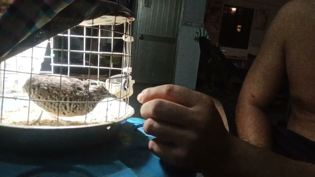 #cáchthuầncútbổimaudang thuần cút mau dạng cho người mới tập chơi 