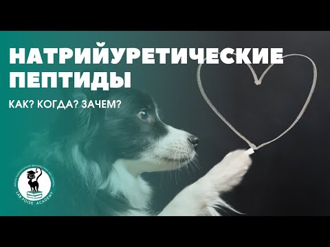 Натрийуретические пептиды. Как? Когда? Зачем?