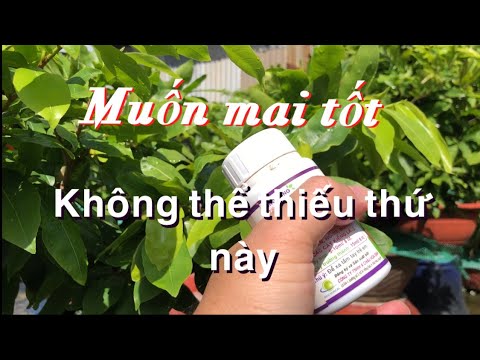 #1 Bí quyết trồng mai chậu không thể thiếu thứ này // giúp mai luôn phát triển khoẻ mạnh Mới Nhất