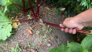 Sådan Høster Du Rabarber I Haven