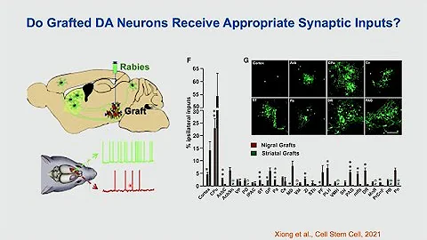 Reconstruction of Neural Circuit by Human Neurons with Su-Chun Zhang - Breaking News in Stem Cells - DayDayNews