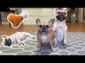 How clever are French Bulldogs? 17 Cute Dog Tricks 😲