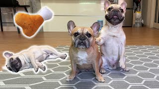 How clever are French Bulldogs? 17 Cute Dog Tricks