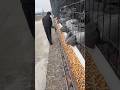 🕊️ This Pigeon Breed Changed Meat Pigeon Farming Forever | Danish Silver King 🔥 #birds #pigeon
