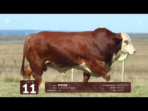 LOTE 11   TAT P039 M Braford