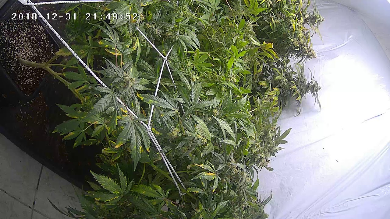 Netherland Home Grow Fat Banana RQS