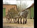 1986 De Lichtaartse Kloppers voeren en breken mest, zaaien, ploegen en eggen