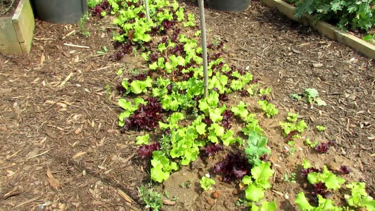 TRG 2012: Different Methods of Planting Lettuce in a Vegetable Garden