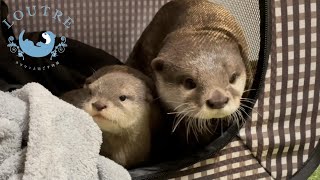 Otter baby got angry for the first time!