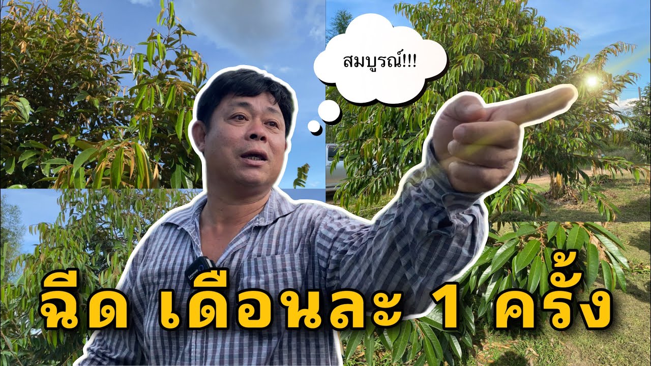 ฉีดเดือนละ 1 ครั้ง ใบงาม ตันสมบูรณ์ : รีวิว อาหารพืช&จุลธาตุ