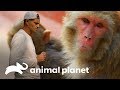 Por que não se deve sorrir para os macacos? | Perdido na Ásia | Animal Planet Brasil