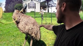 Bamboo the emu escaped! THIS was scary.