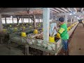 AYAM KENA COLLI COLI pakai OBAT Koli apa ya